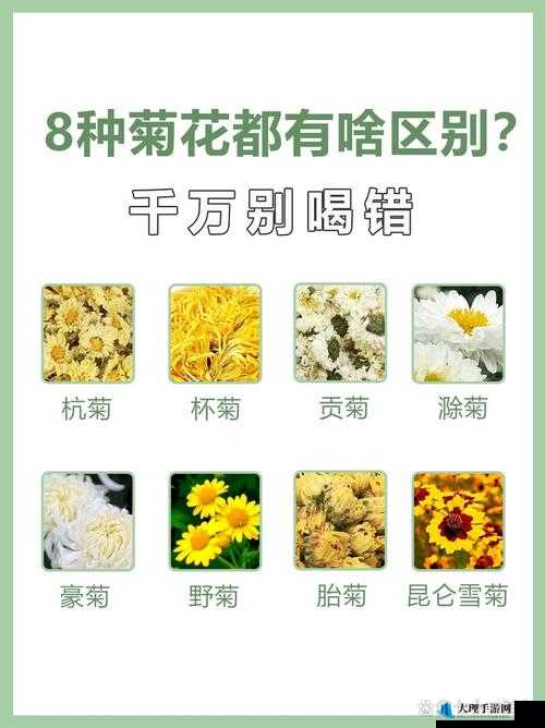 菊花开过和没开过的区别：究竟在哪