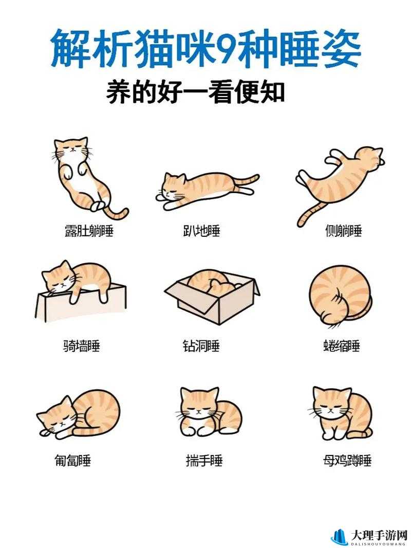 解锁猫咪魔法圈：遇见你的猫全猫圈道具秘籍宝典