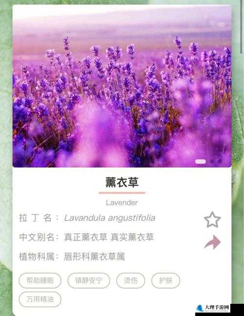 薰衣草研究所 APP：探索芳香世界