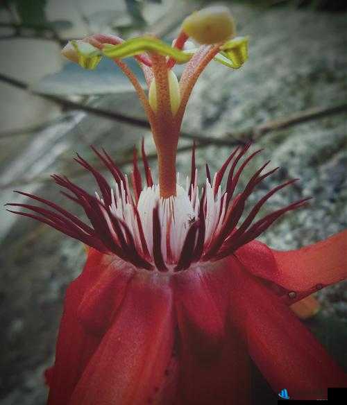 妄想山海芙蓉花寻踪记：探寻神秘花朵的旅程