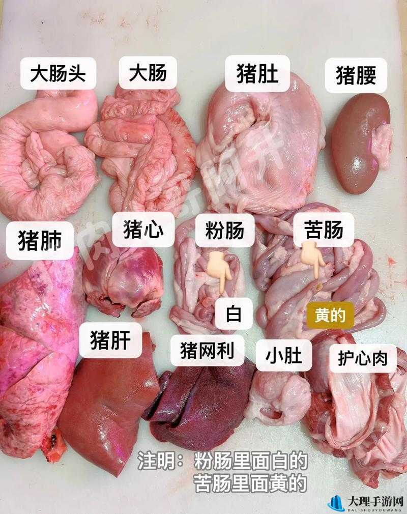 人与猪的 DNA：探寻两者的奇妙联系