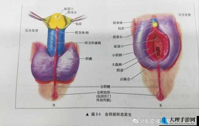 女性大荫蒂及多毛茸茸的独特魅力