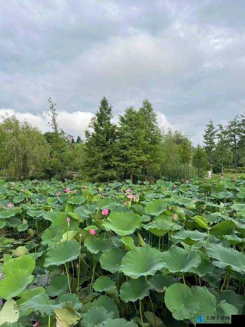 老人船上弄雨荷好吗：探寻背后的故事