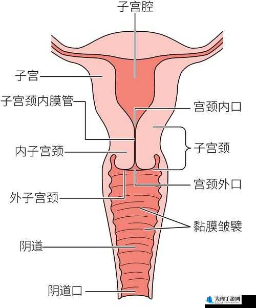 女性大荫蒂荫道多毛茸茸：探秘女性生理构造之谜