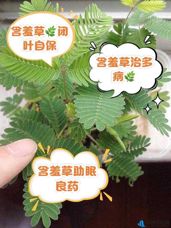 含羞草在线视频：植物的奇妙奥秘