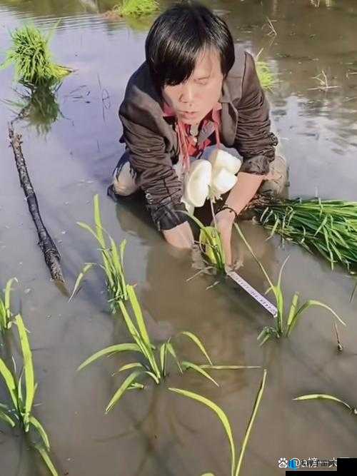 外国情侣用独特方式插秧：你绝对没见过