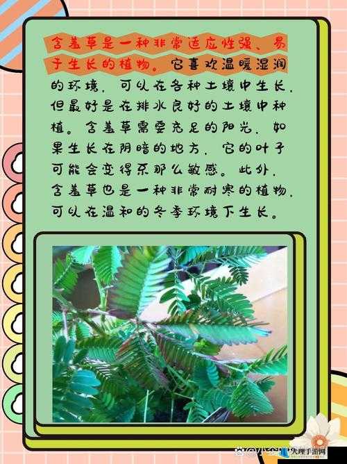 含羞草品种盘点：含羞草四大品种介绍