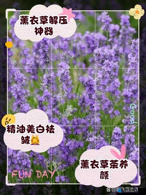 薰衣草研究所 APP：探索薰衣草的奥秘