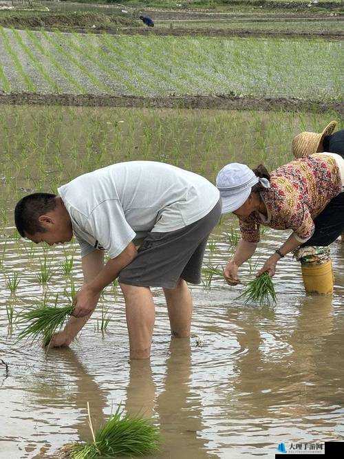 夫妻插秧 100 种方法图片大全：精彩呈现