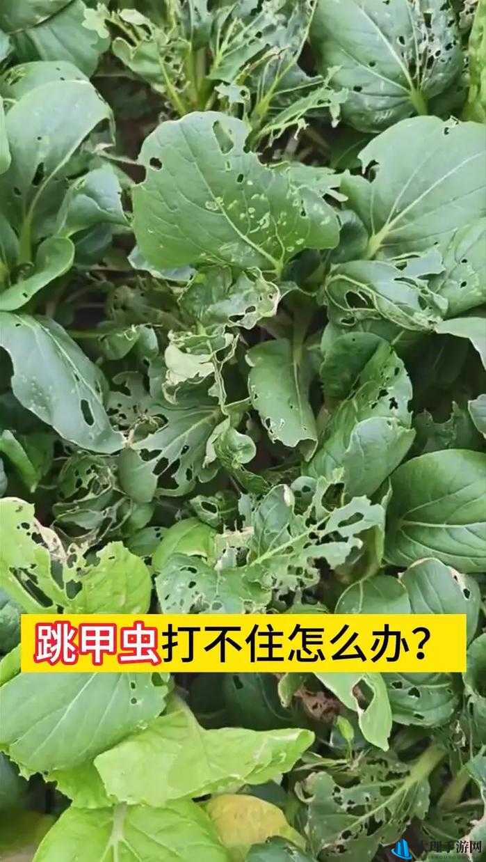 植物战场，揭秘菜青虫獠牙下的血色小恶魔