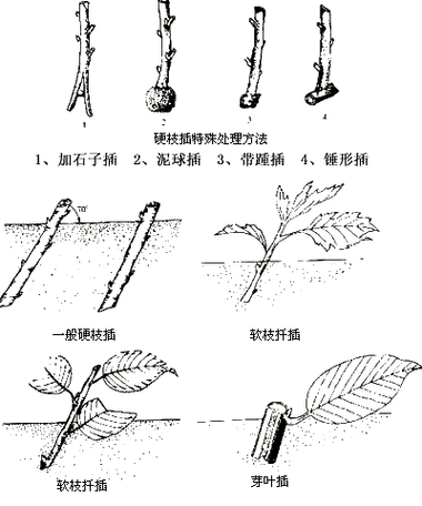 扦插 BB 有什么好处：探索植物繁殖的奇妙优势与潜力