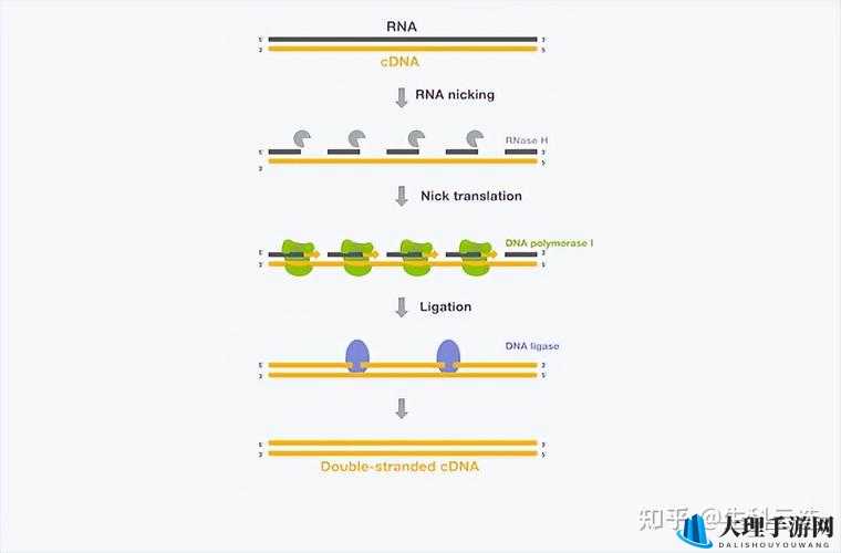 RNA 与 cDNA 杂交在基因研究中的重要作用探讨