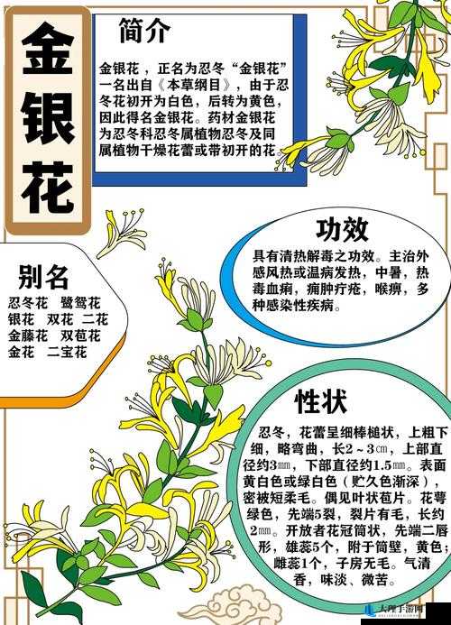 双管齐下金银花：清热解毒的神奇植物